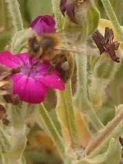 coquelourde des jardins et abeille
